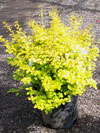 Golden Japanese Barberry